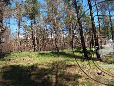 Сосна пицундская 001